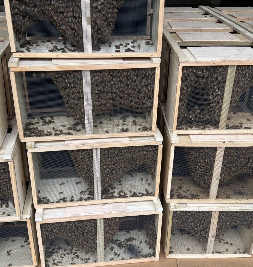 Package of honeybees