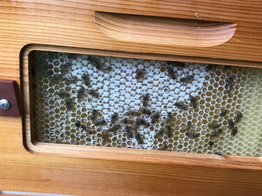 Busy bees in wooden beehive box