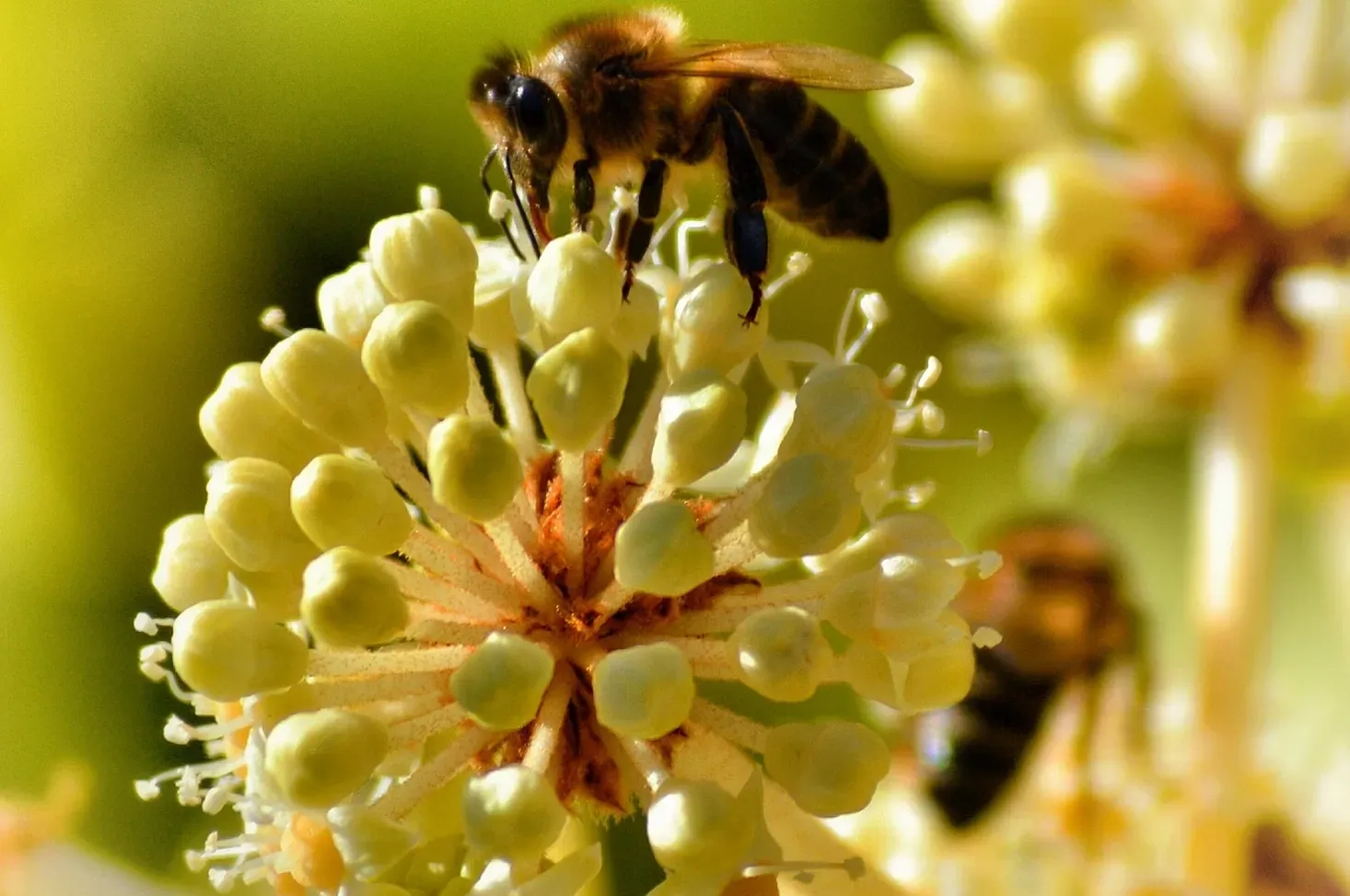Honeybee on a blooming flower