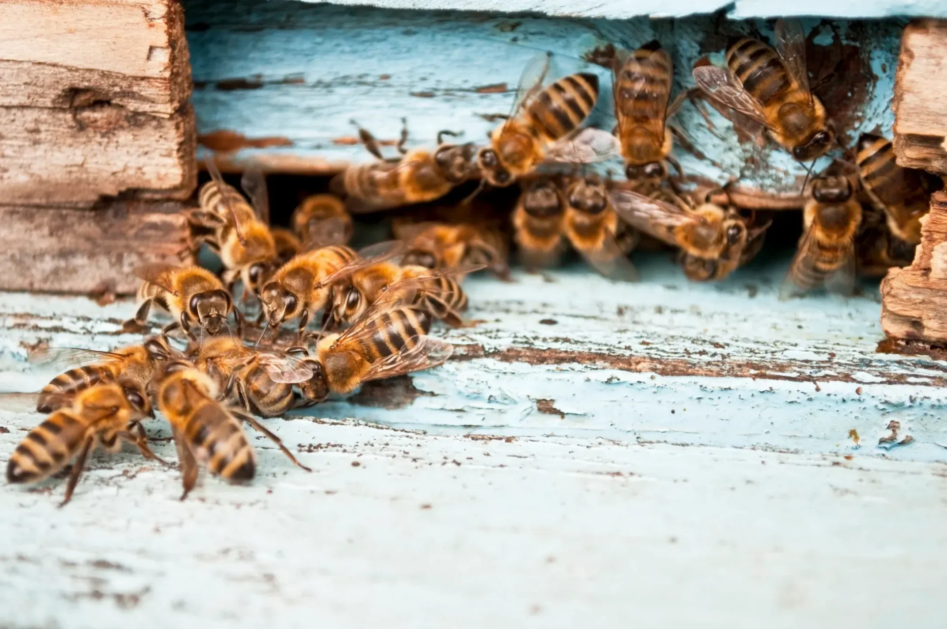 Bees entering wooden hive
