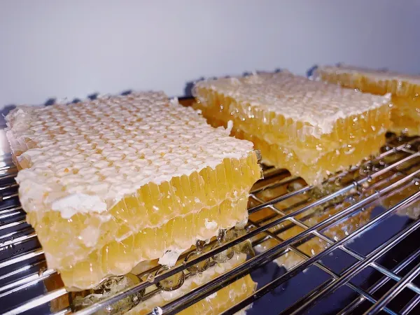 Fresh honeycomb pieces close-up