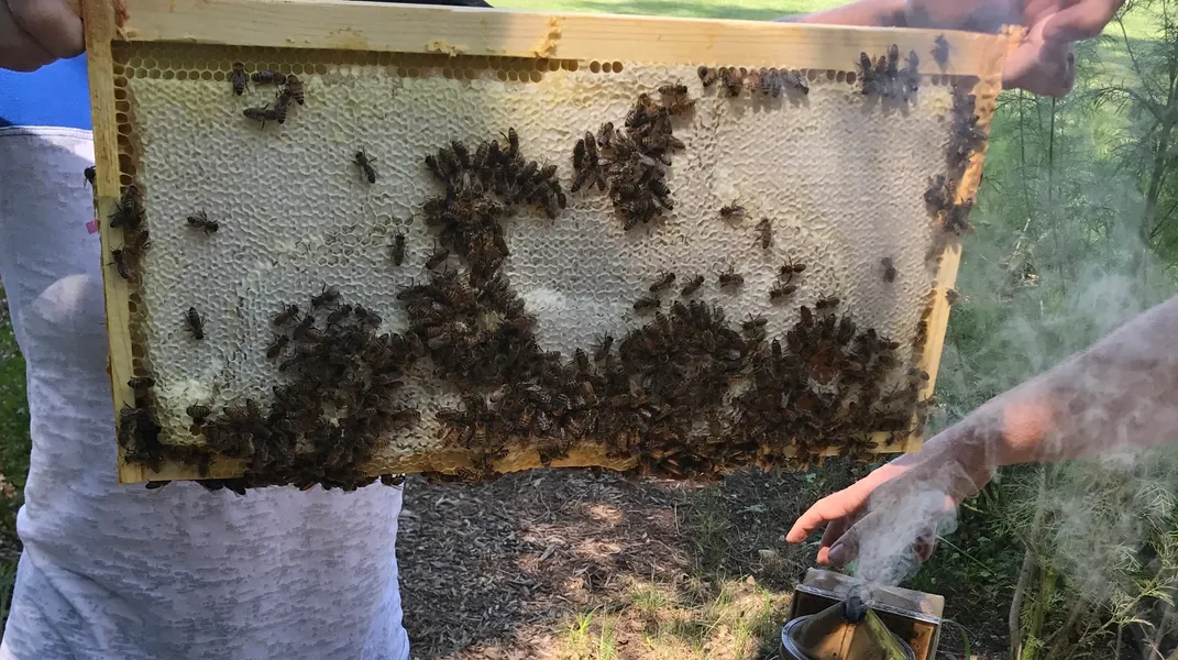Bees clustering on honeycomb during inspection