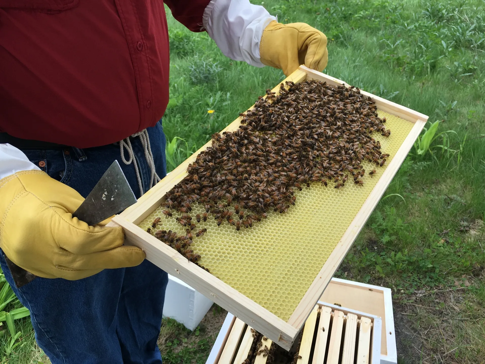 Beekeeper inspecting a hive frame