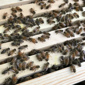 Bees & Beekeeping Equipment
