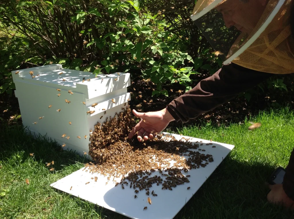 Beekeeper managing honeybee colony outdoors